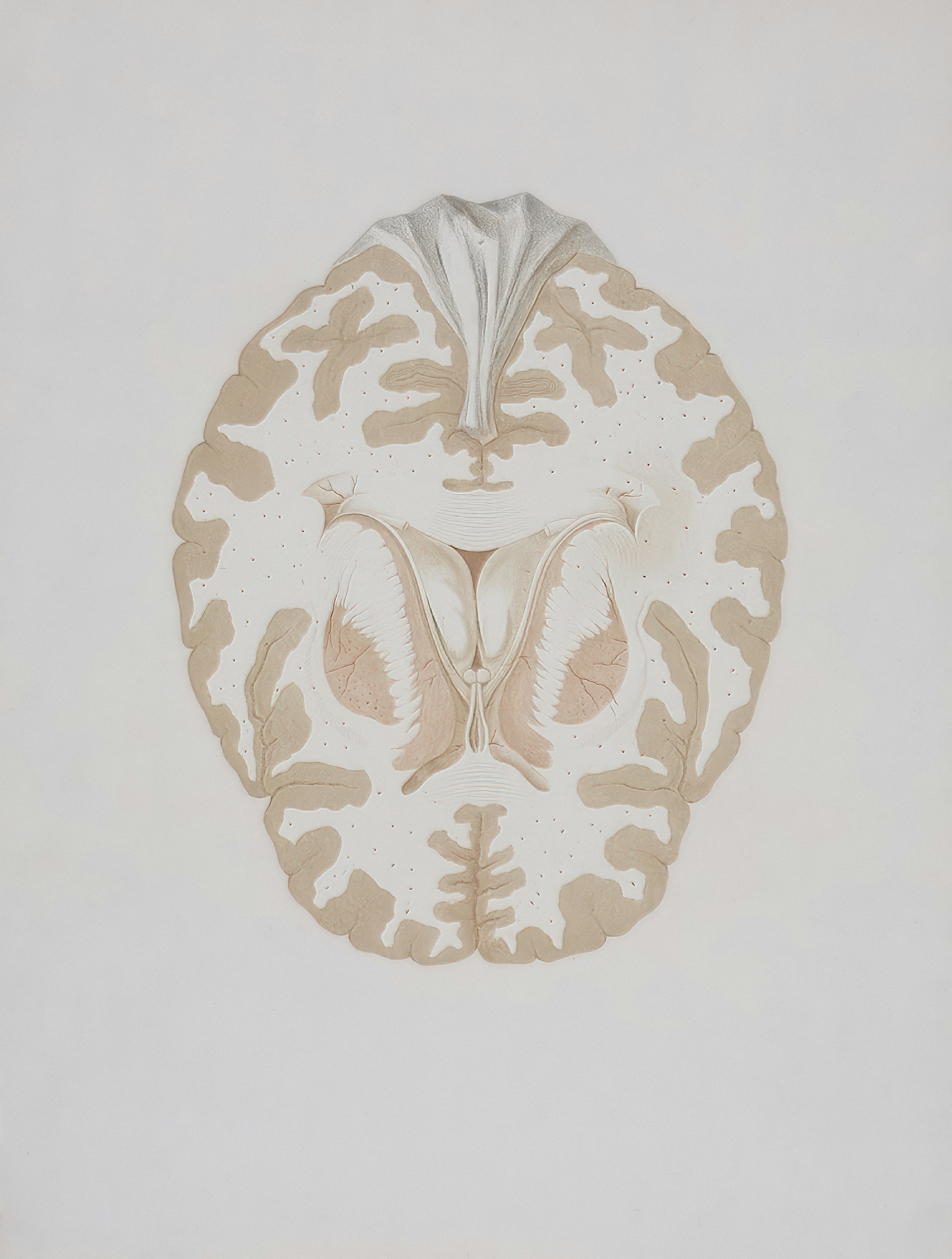 The drawing of Brain